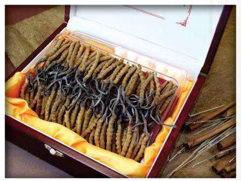 管城回族冬虫夏草回收